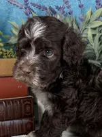 AKC CHIP 🍪, a male Portuguese Water Dog for sale in Franklin, TN – Photo 1 of 9