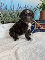 AKC CHIP 🍪, a male Portuguese Water Dog for sale in Franklin, TN – Photo 9 of 9