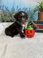 AKC CHIP 🍪, a male Portuguese Water Dog for sale in Franklin, TN – Photo 7 of 9