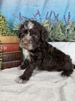 AKC CHIP 🍪, a male Portuguese Water Dog for sale in Franklin, TN – Photo 4 of 9