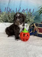 AKC CHIP 🍪, a male Portuguese Water Dog for sale in Franklin, TN – Photo 6 of 9