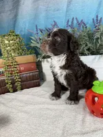 AKC CHIP 🍪, a male Portuguese Water Dog for sale in Franklin, TN – Photo 8 of 9