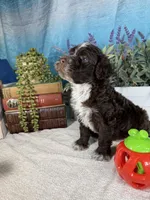 AKC CHIP 🍪, a male Portuguese Water Dog for sale in Franklin, TN – Photo 5 of 9