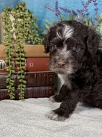 AKC CHIP 🍪, a male Portuguese Water Dog for sale in Franklin, TN – Photo 2 of 9