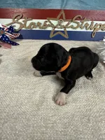 AKC Sammy 🎇, a male Portuguese Water Dog for sale in Franklin, TN – 4 of 5