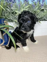 AKC Harpo, a male Portuguese Water Dog for sale in Franklin, TN – Photo 2 of 7