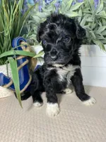 AKC Harpo, a male Portuguese Water Dog for sale in Franklin, TN – Photo 4 of 7