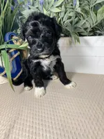 AKC Harpo, a male Portuguese Water Dog for sale in Franklin, TN – Photo 3 of 7