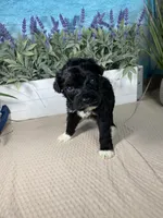 AKC Harpo, a male Portuguese Water Dog for sale in Franklin, TN – Photo 5 of 7