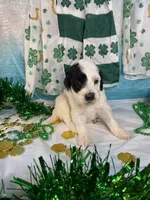 🍀AKC MAEVE🍀, a female Portuguese Water Dog for sale in Franklin, TN – Photo 8 of 9