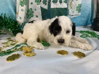 🍀AKC MAEVE🍀, a female Portuguese Water Dog for sale in Franklin, TN – Photo 7 of 9