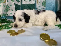🍀AKC MAEVE🍀, a female Portuguese Water Dog for sale in Franklin, TN – Photo 4 of 9