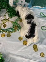 🍀AKC MAEVE🍀, a female Portuguese Water Dog for sale in Franklin, TN – Photo 2 of 9