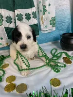 🍀AKC MAEVE🍀, a female Portuguese Water Dog for sale in Franklin, TN – Photo 5 of 9