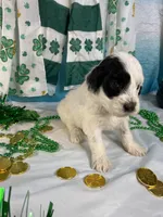 🍀AKC MAEVE🍀, a female Portuguese Water Dog for sale in Franklin, TN – Photo 6 of 9