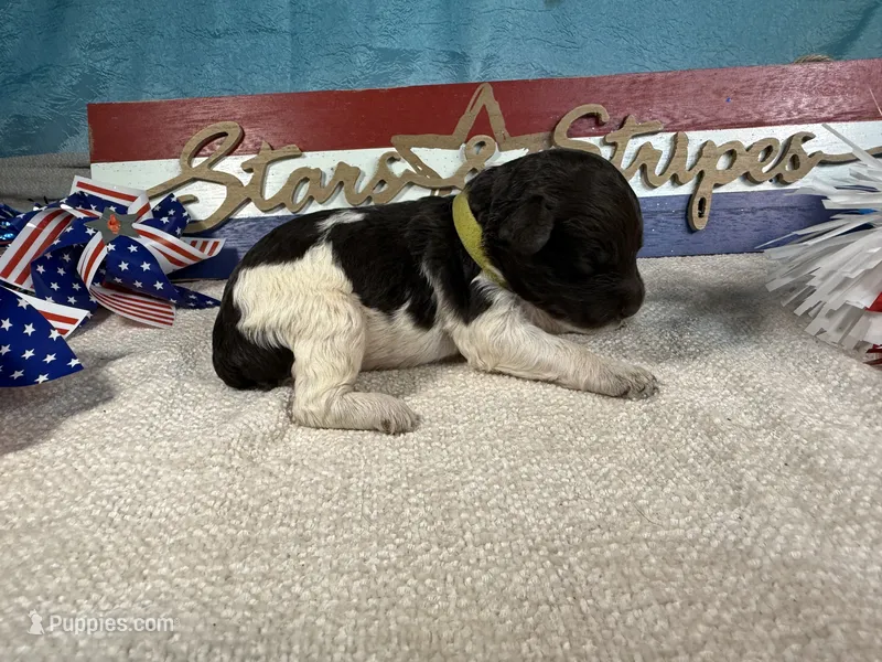 AKC Frankie – Portuguese Water Dog puppy for sale in Franklin, TN