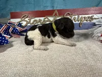 AKC Frankie, a male Portuguese Water Dog for sale in Franklin, TN – 1 of 5