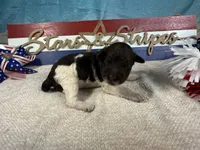 AKC Frankie, a male Portuguese Water Dog for sale in Franklin, TN – 3 of 5