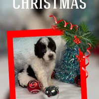 AKC EMBER 🎄, a female Portuguese Water Dog for sale in Franklin, TN – Photo 1 of 7