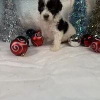 AKC EMBER 🎄, a female Portuguese Water Dog for sale in Franklin, TN – Photo 4 of 7