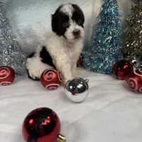 AKC EMBER 🎄, a female Portuguese Water Dog for sale in Franklin, TN – Photo 6 of 7