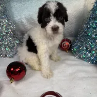 AKC EMBER 🎄, a female Portuguese Water Dog for sale in Franklin, TN – Photo 7 of 7