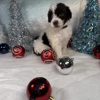 AKC EMBER 🎄, a female Portuguese Water Dog for sale in Franklin, TN – Photo 3 of 7