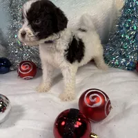 AKC EMBER 🎄, a female Portuguese Water Dog for sale in Franklin, TN – Photo 5 of 7