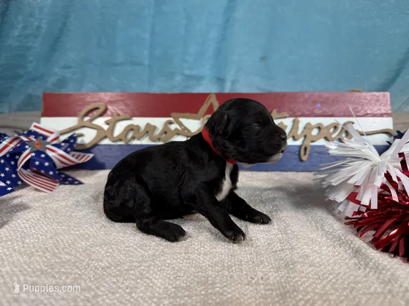 AKC Boomer 🎇 – Portuguese Water Dog puppy for sale in Franklin, TN
