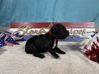 AKC Boomer 🎇, a male Portuguese Water Dog for sale in Franklin, TN – 1 of 5