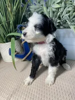 AKC Shug, a female Portuguese Water Dog for sale in Franklin, TN – Photo 3 of 6