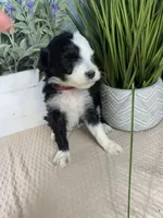 AKC Shug, a female Portuguese Water Dog for sale in Franklin, TN – Photo 6 of 6