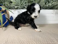 AKC Shug, a female Portuguese Water Dog for sale in Franklin, TN – Photo 4 of 6