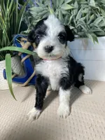 AKC Shug, a female Portuguese Water Dog for sale in Franklin, TN – Photo 1 of 6