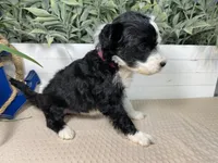 AKC Shug, a female Portuguese Water Dog for sale in Franklin, TN – Photo 2 of 6