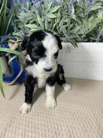 AKC Shug, a female Portuguese Water Dog for sale in Franklin, TN – Photo 5 of 6