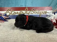 AKC Boomer 🎇, a male Portuguese Water Dog for sale in Franklin, TN – 3 of 5