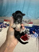 AKC Sparkles, a female Portuguese Water Dog for sale in Franklin, TN – 5 of 6