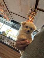 N/A, a female Maltipoo for sale in Los Angeles, CA – 4 of 6