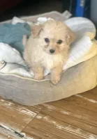 N/A, a female Maltipoo for sale in Los Angeles, CA – 3 of 6