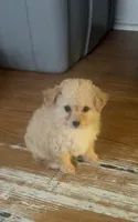 N/A, a female Maltipoo for sale in Los Angeles, CA – 1 of 6