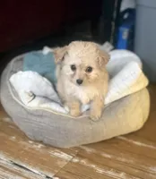 N/A, a female Maltipoo for sale in Los Angeles, CA – 2 of 6