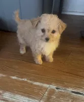 N/A, a female Maltipoo for sale in Los Angeles, CA – 6 of 6