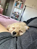 N/A, a female Maltipoo for sale in Los Angeles, CA – 5 of 6