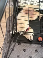 Miss pink, a female English Cream Golden Retriever for sale in Sharps Chapel, TN – 7 of 8