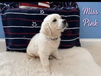 Miss pink, a female English Cream Golden Retriever for sale in Sharps Chapel, TN – 2 of 8