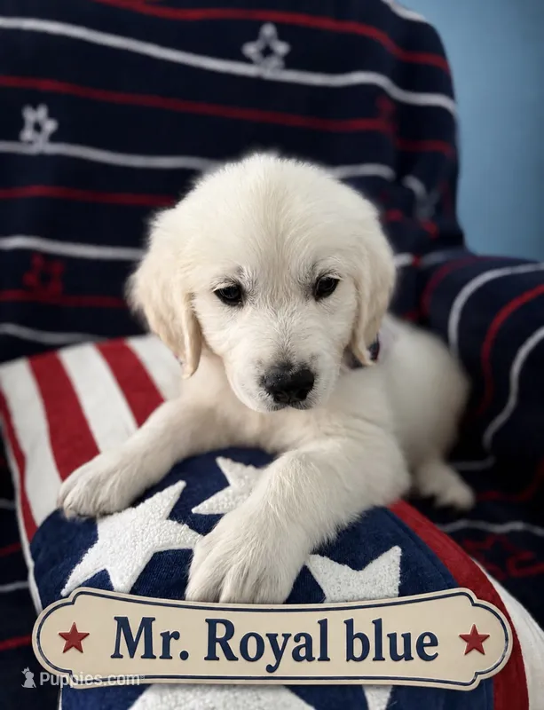 Mr. Royal blue. – English Cream Golden Retriever puppy for sale in Sharps Chapel, TN