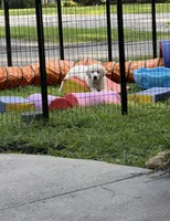 Miss pink, a female English Cream Golden Retriever for sale in Sharps Chapel, TN – 4 of 8