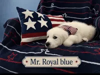 Mr. Royal blue., a male English Cream Golden Retriever for sale in Sharps Chapel, TN – 3 of 5
