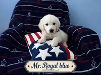 Mr. Royal blue., a male English Cream Golden Retriever for sale in Sharps Chapel, TN – 2 of 5